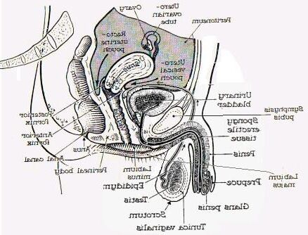 MPREG /Herm Preg