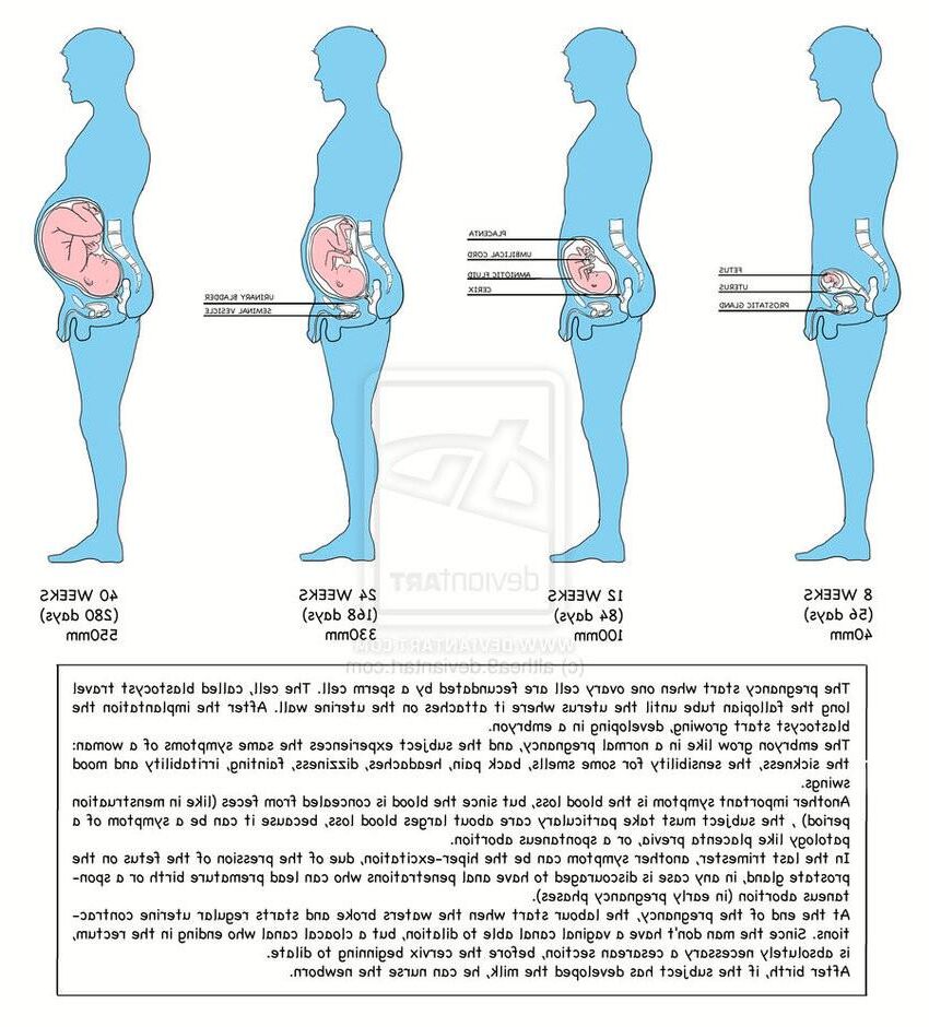 MPREG /Herm Preg