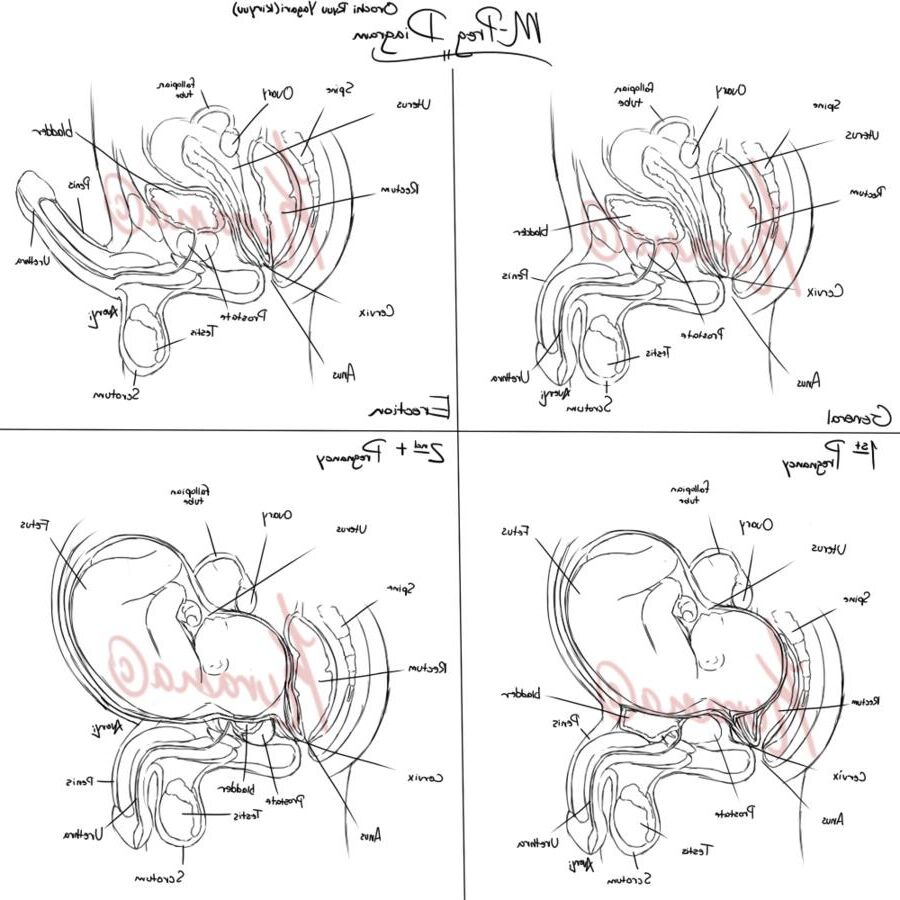 MPREG /Herm Preg