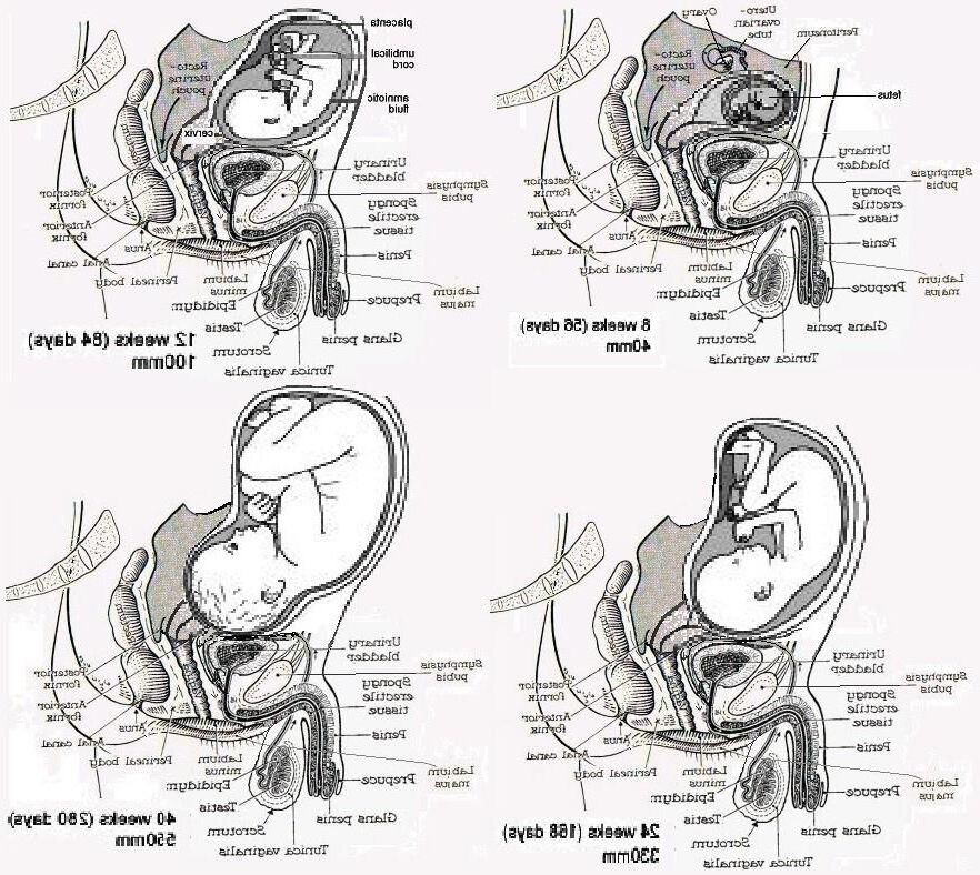 MPREG /Herm Preg